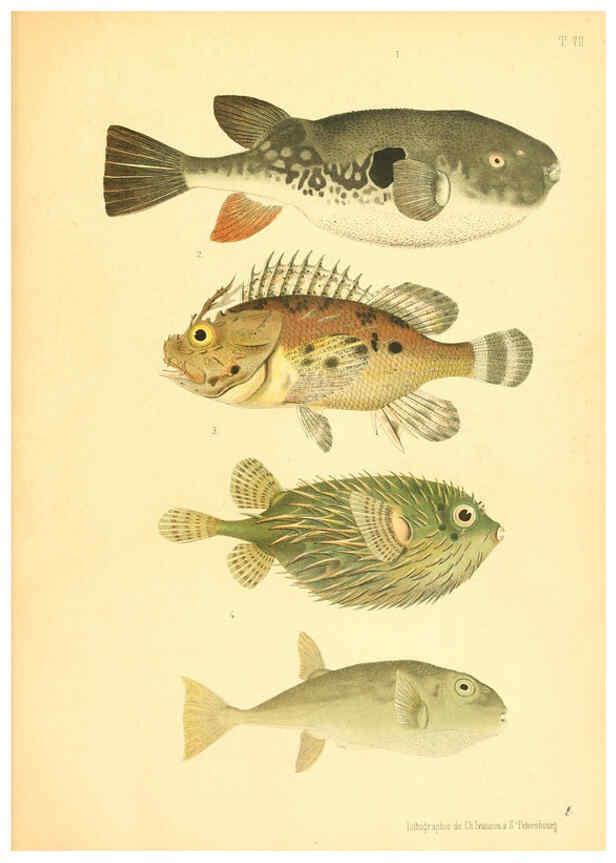 Reproducción/Reproduction 6311559835: Atlas des poissons vénéneux S.-Peterburg,Tipografïia V.S. Balasheva,1886