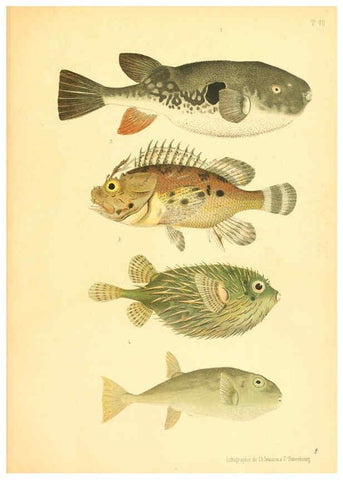 Reproducción/Reproduction 6311559835: Atlas des poissons vénéneux S.-Peterburg,Tipografïia V.S. Balasheva,1886