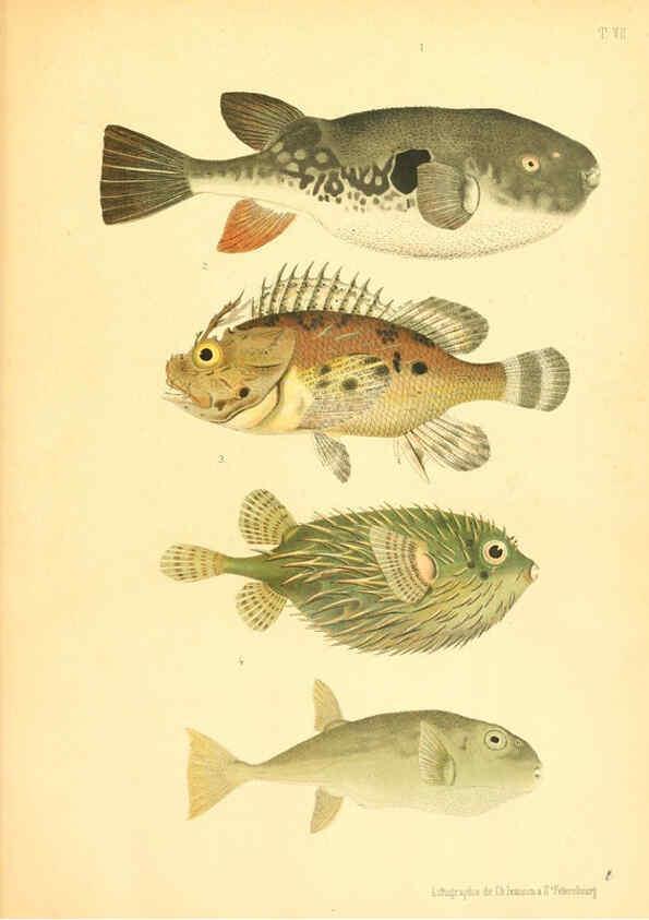 Reproducción/Reproduction 6311559835: Atlas des poissons vénéneux S.-Peterburg,Tipografïia V.S. Balasheva,1886