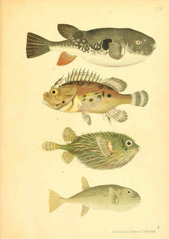 Reproducción/Reproduction 6311559835: Atlas des poissons vénéneux S.-Peterburg,Tipografïia V.S. Balasheva,1886