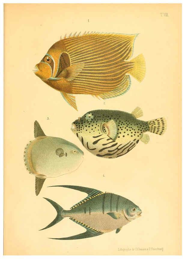 Reproducción/Reproduction 6312079854: Atlas des poissons vénéneux S.-Peterburg,Tipografïia V.S. Balasheva,1886