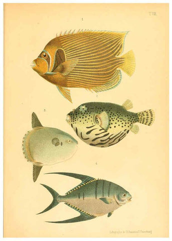 Reproducción/Reproduction 6312079854: Atlas des poissons vénéneux S.-Peterburg,Tipografïia V.S. Balasheva,1886