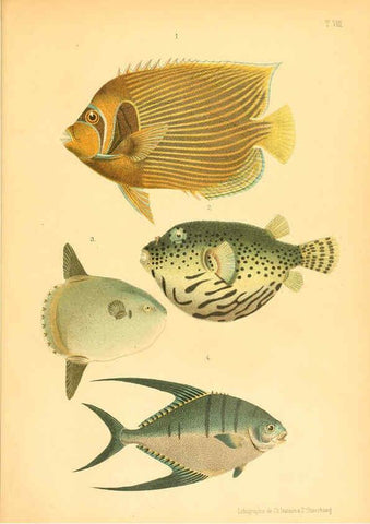 Reproducción/Reproduction 6312079854: Atlas des poissons vénéneux S.-Peterburg,Tipografïia V.S. Balasheva,1886