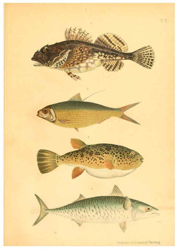 Reproducción/Reproduction 6312079998: Atlas des poissons vénéneux S.-Peterburg,Tipografïia V.S. Balasheva,1886