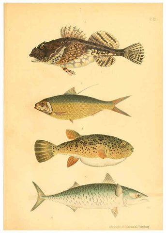 Reproducción/Reproduction 6312079998: Atlas des poissons vénéneux S.-Peterburg,Tipografïia V.S. Balasheva,1886