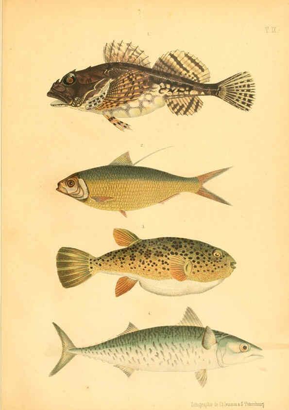 Reproducción/Reproduction 6312079998: Atlas des poissons vénéneux S.-Peterburg,Tipografïia V.S. Balasheva,1886