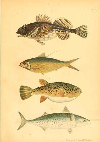 Reproducción/Reproduction 6312079998: Atlas des poissons vénéneux S.-Peterburg,Tipografïia V.S. Balasheva,1886
