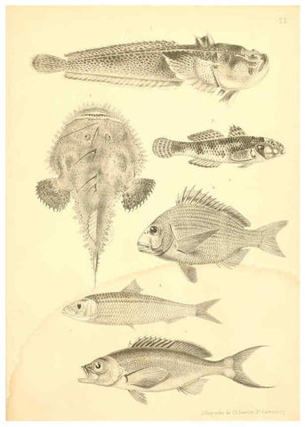 Reproducción/Reproduction 6311560215: Atlas des poissons vénéneux S.-Peterburg,Tipografïia V.S. Balasheva,1886