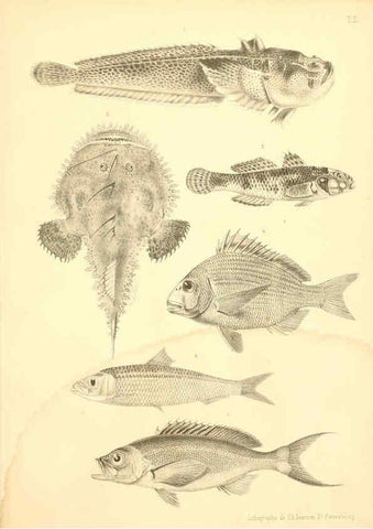 Reproducción/Reproduction 6311560215: Atlas des poissons vénéneux S.-Peterburg,Tipografïia V.S. Balasheva,1886