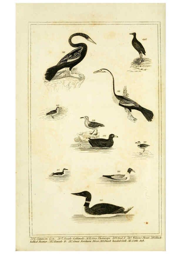 Reproducción/Reproduction 6312118210: Wilson's American ornithology Boston :Otis, Broaders, and Co.,1840