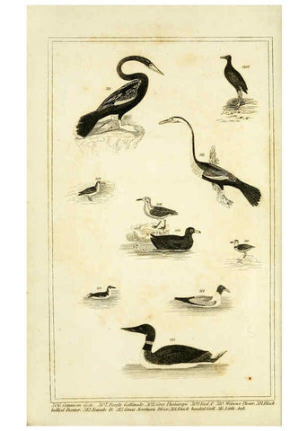 Reproducción/Reproduction 6312118210: Wilson's American ornithology Boston :Otis, Broaders, and Co.,1840