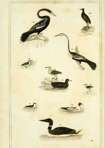Reproducción/Reproduction 6312118210: Wilson's American ornithology Boston :Otis, Broaders, and Co.,1840