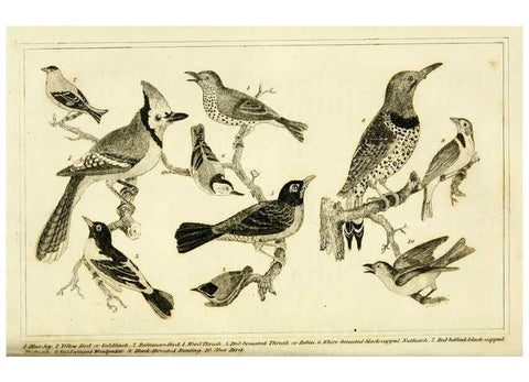 Reproducción/Reproduction 6312118404: Wilson's American ornithology Boston :Otis, Broaders, and Co.,1840