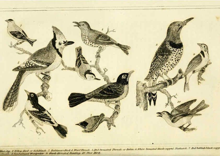 Reproducción/Reproduction 6312118404: Wilson's American ornithology Boston :Otis, Broaders, and Co.,1840