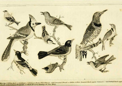 Reproducción/Reproduction 6312118404: Wilson's American ornithology Boston :Otis, Broaders, and Co.,1840