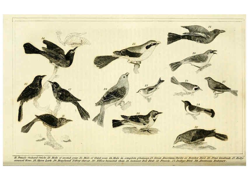 Reproducción/Reproduction 6311598463: Wilson's American ornithology Boston :Otis, Broaders, and Co.,1840