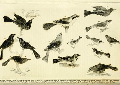 Reproducción/Reproduction 6311598463: Wilson's American ornithology Boston :Otis, Broaders, and Co.,1840