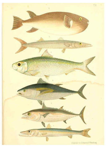 Reproducción/Reproduction 6311559693: Atlas des poissons vénéneux S.-Peterburg,Tipografïia V.S. Balasheva,1886