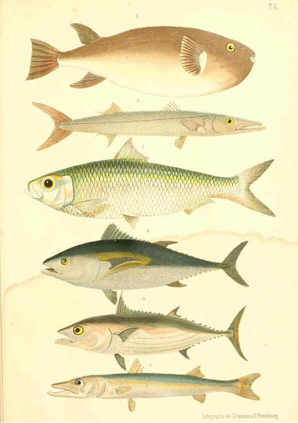Reproducción/Reproduction 6311559693: Atlas des poissons vénéneux S.-Peterburg,Tipografïia V.S. Balasheva,1886