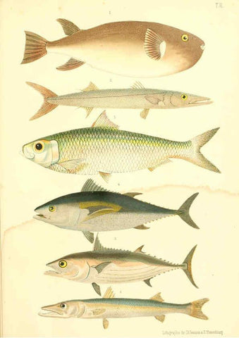 Reproducción/Reproduction 6311559693: Atlas des poissons vénéneux S.-Peterburg,Tipografïia V.S. Balasheva,1886