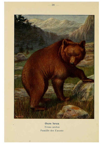 Reproducción/Reproduction 6311649419: Atlas de poche des mammifères de France, de la Suisse romane et de la Belgique Paris :L. Lhomme,1910