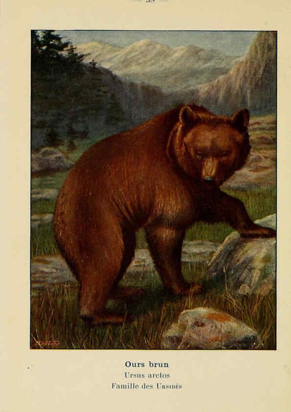 Reproducción/Reproduction 6311649419: Atlas de poche des mammifères de France, de la Suisse romane et de la Belgique Paris :L. Lhomme,1910