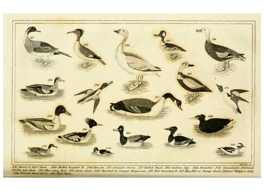 Reproducción/Reproduction 6311601989: Wilson's American ornithology Boston :Otis, Broaders, and Co.,1840