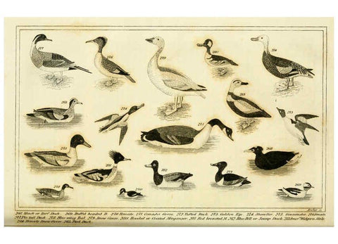 Reproducción/Reproduction 6311601989: Wilson's American ornithology Boston :Otis, Broaders, and Co.,1840