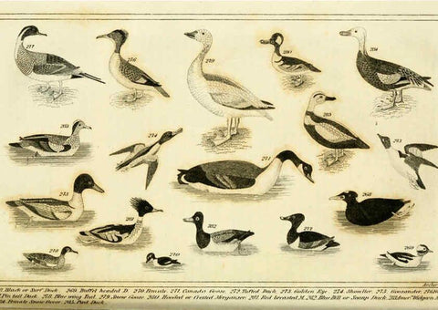 Reproducción/Reproduction 6311601989: Wilson's American ornithology Boston :Otis, Broaders, and Co.,1840