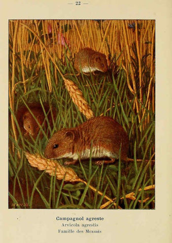 Reproducción/Reproduction 6311646447: Atlas de poche des mammifères de France, de la Suisse romane et de la Belgique Paris :L. Lhomme,1910