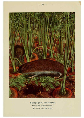 Reproducción/Reproduction 6312166664: Atlas de poche des mammifères de France, de la Suisse romane et de la Belgique Paris :L. Lhomme,1910