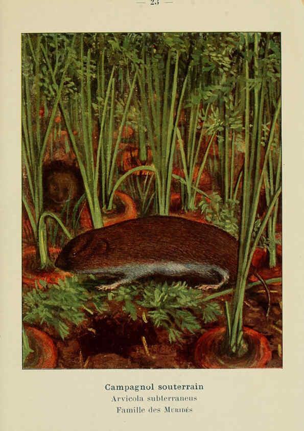 Reproducción/Reproduction 6312166664: Atlas de poche des mammifères de France, de la Suisse romane et de la Belgique Paris :L. Lhomme,1910