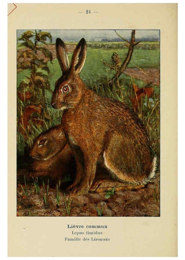 Reproducción/Reproduction 6312166852: Atlas de poche des mammifères de France, de la Suisse romane et de la Belgique Paris :L. Lhomme,1910