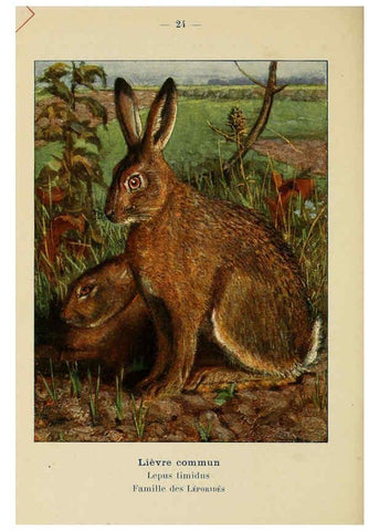 Reproducción/Reproduction 6312166852: Atlas de poche des mammifères de France, de la Suisse romane et de la Belgique Paris :L. Lhomme,1910
