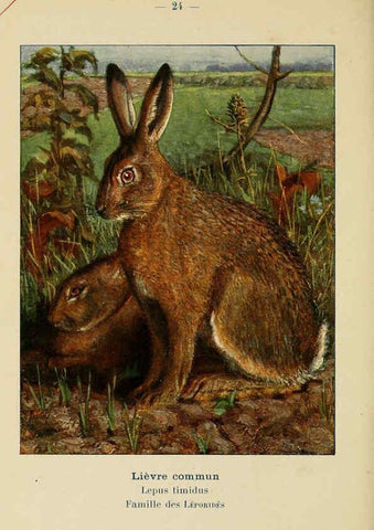 Reproducción/Reproduction 6312166852: Atlas de poche des mammifères de France, de la Suisse romane et de la Belgique Paris :L. Lhomme,1910