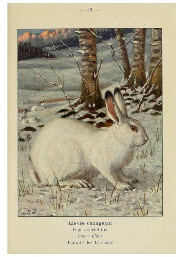 Reproducción/Reproduction 6311647011: Atlas de poche des mammifères de France, de la Suisse romane et de la Belgique Paris :L. Lhomme,1910