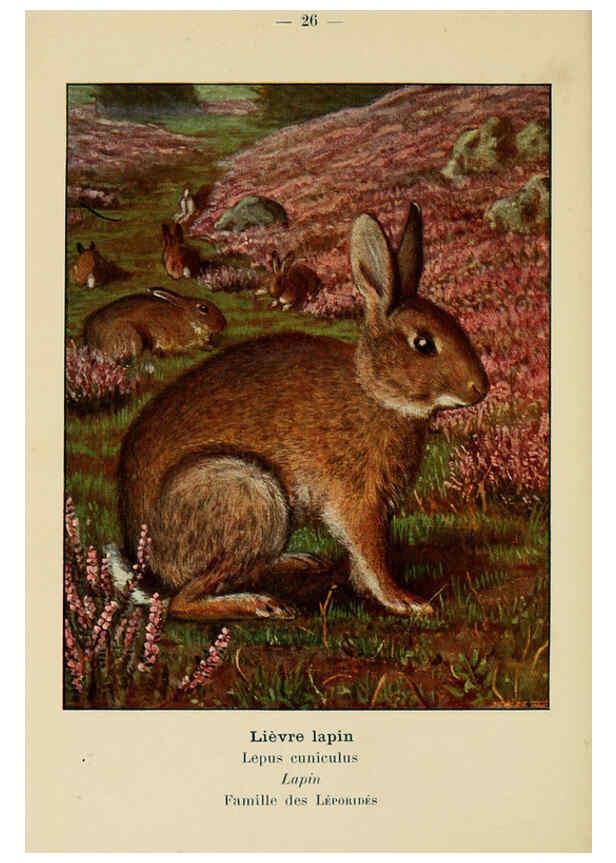 Reproducción/Reproduction 6312167236: Atlas de poche des mammifères de France, de la Suisse romane et de la Belgique Paris :L. Lhomme,1910
