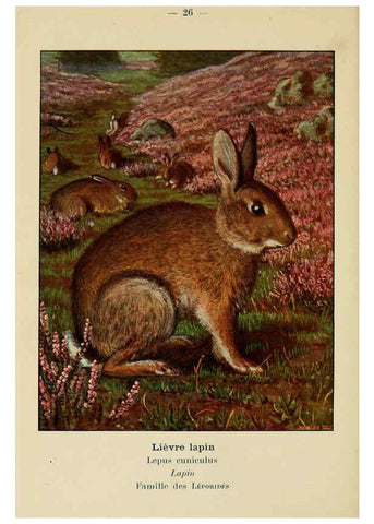 Reproducción/Reproduction 6312167236: Atlas de poche des mammifères de France, de la Suisse romane et de la Belgique Paris :L. Lhomme,1910