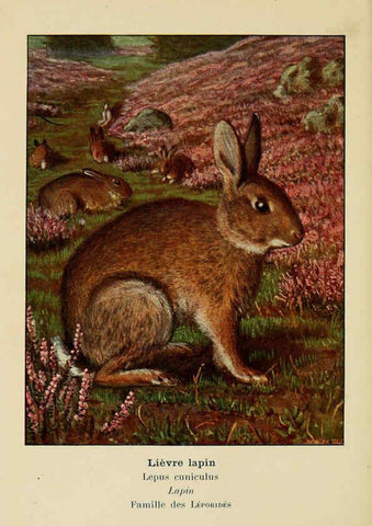 Reproducción/Reproduction 6312167236: Atlas de poche des mammifères de France, de la Suisse romane et de la Belgique Paris :L. Lhomme,1910