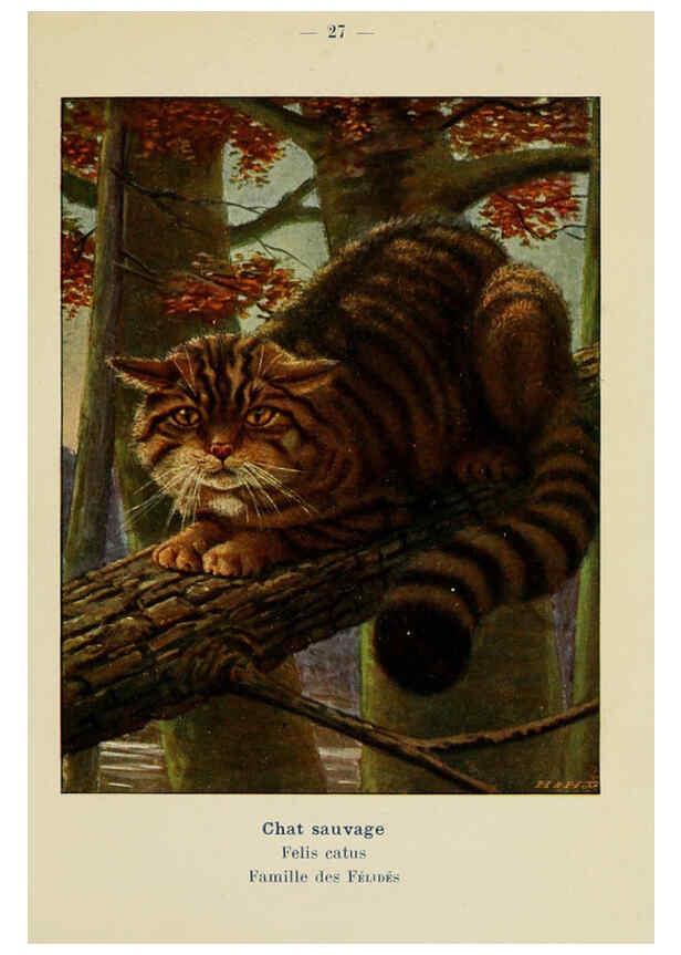 Reproducción/Reproduction 6312167408: Atlas de poche des mammifères de France, de la Suisse romane et de la Belgique Paris :L. Lhomme,1910
