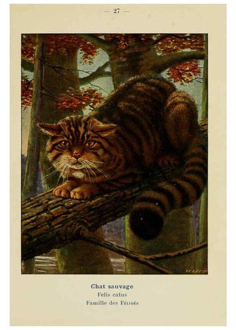 Reproducción/Reproduction 6312167408: Atlas de poche des mammifères de France, de la Suisse romane et de la Belgique Paris :L. Lhomme,1910