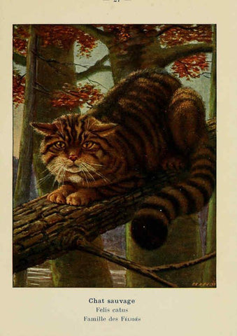 Reproducción/Reproduction 6312167408: Atlas de poche des mammifères de France, de la Suisse romane et de la Belgique Paris :L. Lhomme,1910
