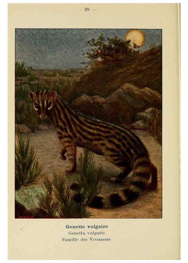 Reproducción/Reproduction 6312167608: Atlas de poche des mammifères de France, de la Suisse romane et de la Belgique Paris :L. Lhomme,1910