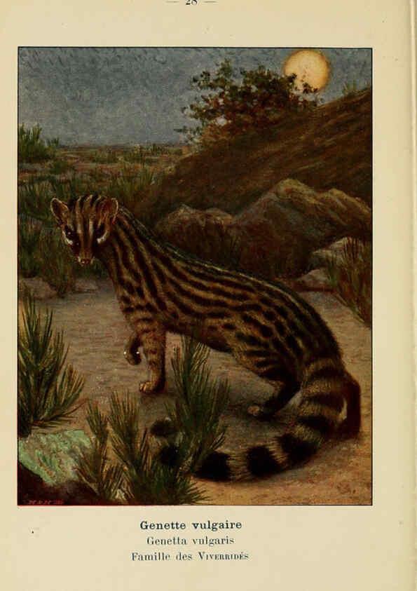 Reproducción/Reproduction 6312167608: Atlas de poche des mammifères de France, de la Suisse romane et de la Belgique Paris :L. Lhomme,1910
