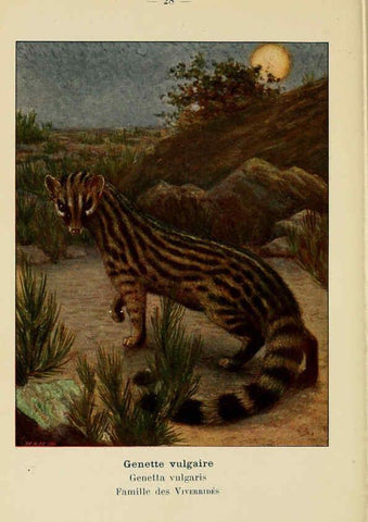 Reproducción/Reproduction 6312167608: Atlas de poche des mammifères de France, de la Suisse romane et de la Belgique Paris :L. Lhomme,1910
