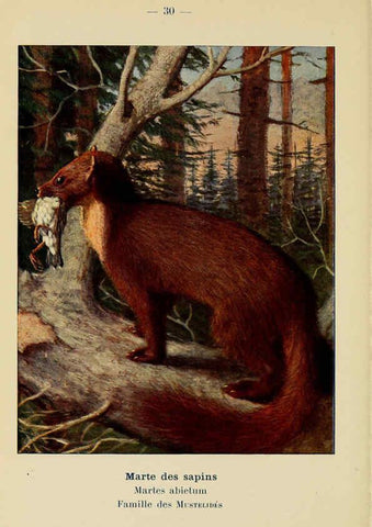 Reproducción/Reproduction 6312167968: Atlas de poche des mammifères de France, de la Suisse romane et de la Belgique Paris :L. Lhomme,1910