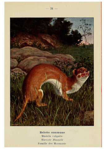 Reproducción/Reproduction 6312168180: Atlas de poche des mammifères de France, de la Suisse romane et de la Belgique Paris :L. Lhomme,1910