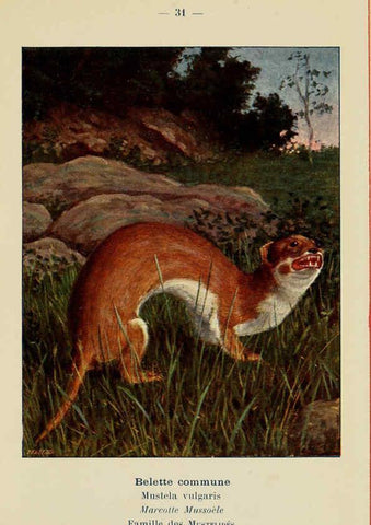 Reproducción/Reproduction 6312168180: Atlas de poche des mammifères de France, de la Suisse romane et de la Belgique Paris :L. Lhomme,1910
