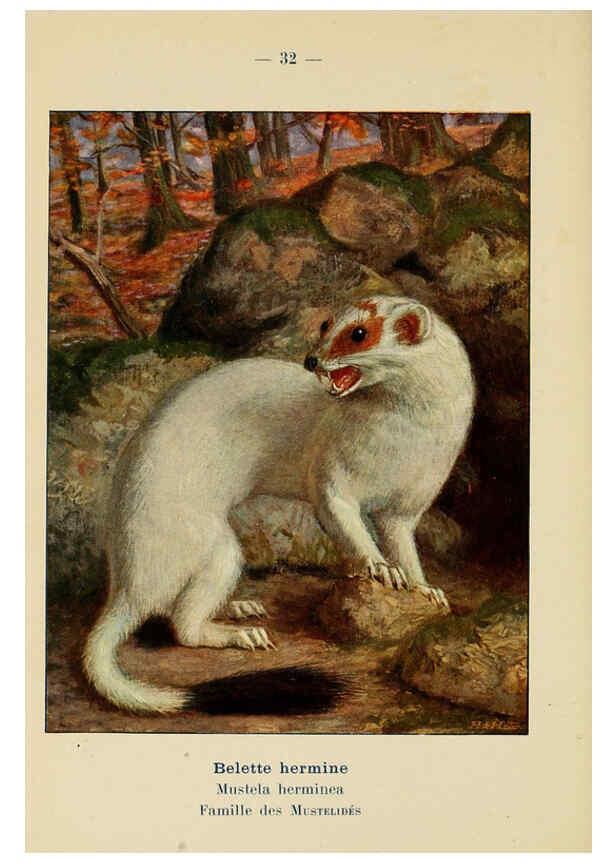 Reproducción/Reproduction 6312168374: Atlas de poche des mammifères de France, de la Suisse romane et de la Belgique Paris :L. Lhomme,1910