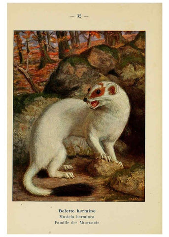Reproducción/Reproduction 6312168374: Atlas de poche des mammifères de France, de la Suisse romane et de la Belgique Paris :L. Lhomme,1910